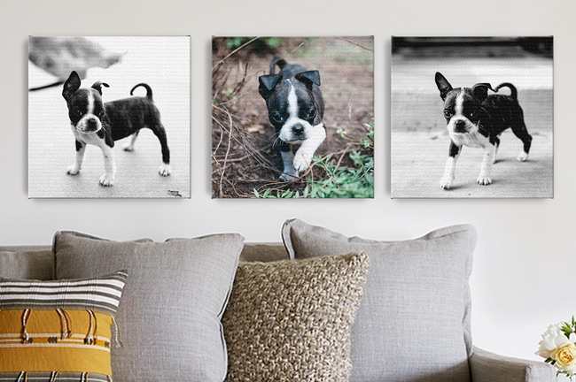 Canvases on a wall with pet imagery