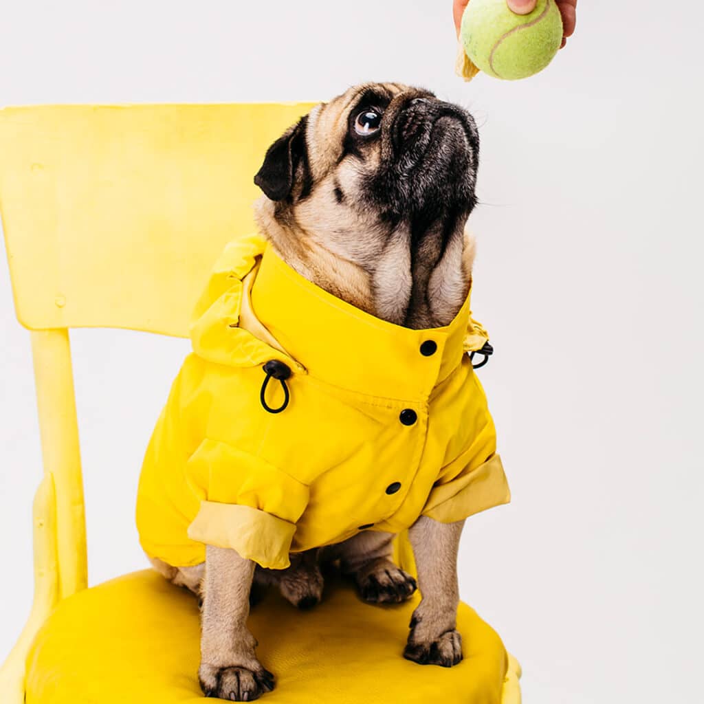Cute little dog in a yellow raincoat looking at a tennis ball.