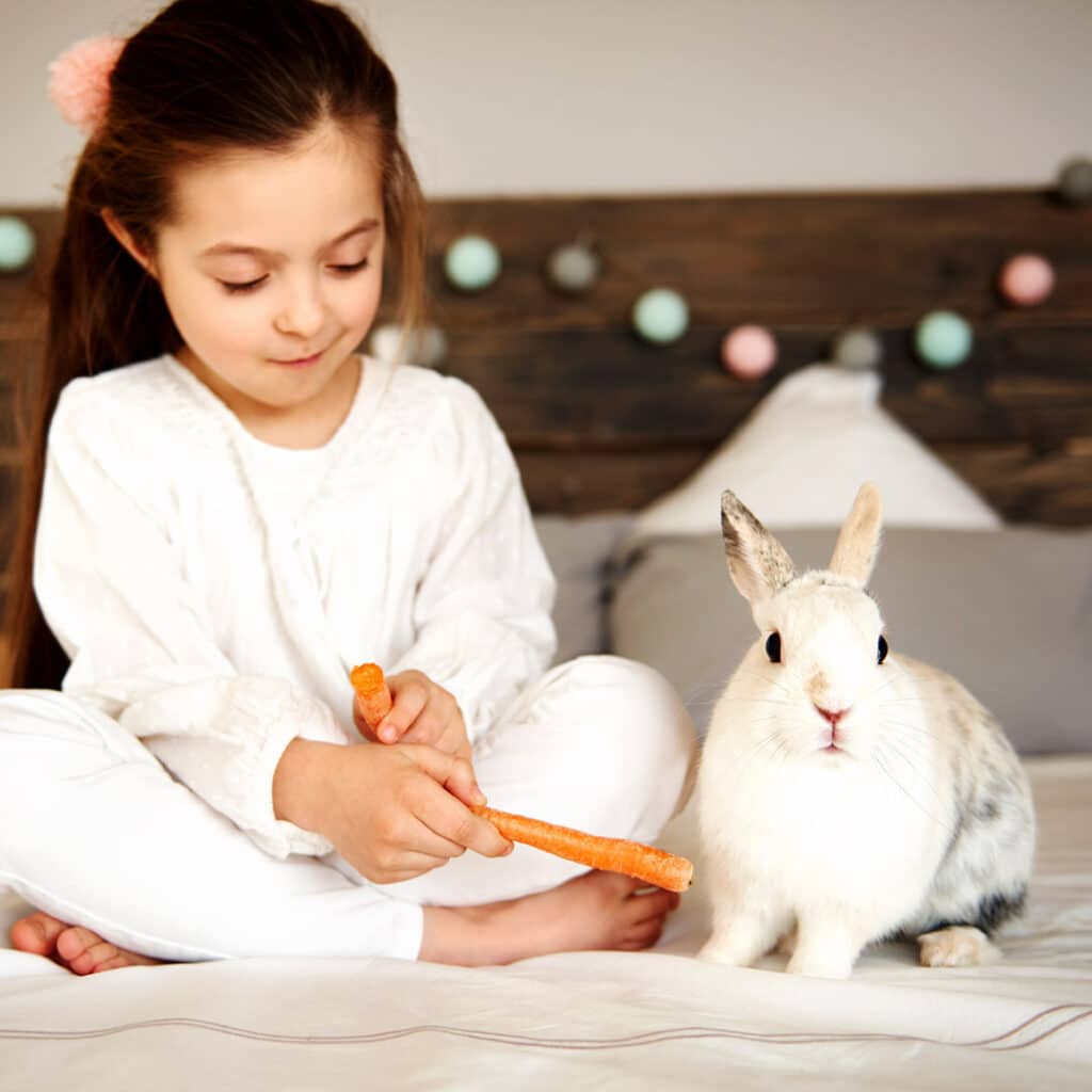 Little girl sitting on a bed next to her pet rabbit feeding him with a carrot.