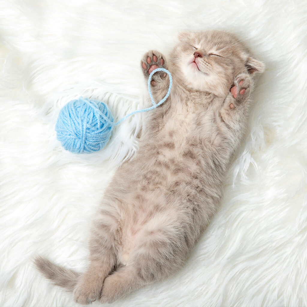 Cute little kitten laying on a soft white blanket, playing with a turquoise ball of rope.